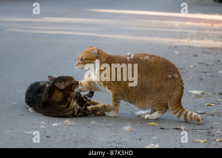 Hauskatzen kämpfen draußen auf der Straße Stockfoto