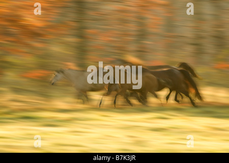 Herde von Viertelpferden, die durch ein Feld mit Herbstfarbe laufen. Verschwommene Bewegung. Stockfoto