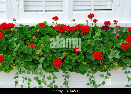 Rote Geranien auf der Fensterbank Stockfoto