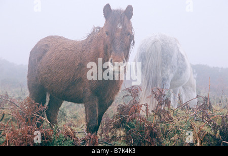 Dartmoor Pony, Dartmoor National Park, England Stockfoto