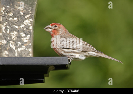 Haus Fink auf Garten feeder Stockfoto