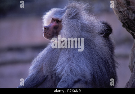 Hamadryas oder Heiligen Pavian, Papio Hamadryas Männchen. Stockfoto