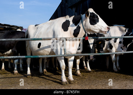 Kühe auf dem Bauernhof Stockfoto