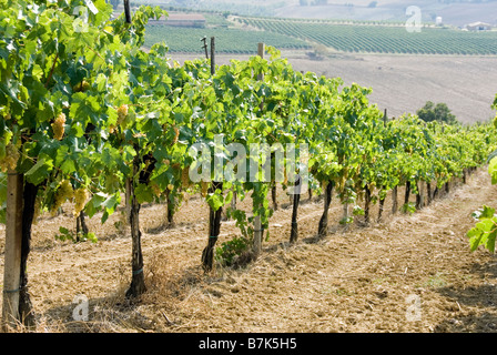 Trauben am Rebstock in Umbrien kurz vor der Ernte wachsen Stockfoto