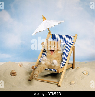 die Katze Kätzchen im Liegestuhl am Strand Stockfoto