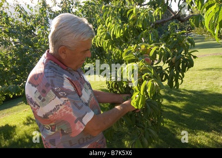 Senior woman Überprüfung Pfirsiche, Okanagan Centre, BC, Canada Stockfoto