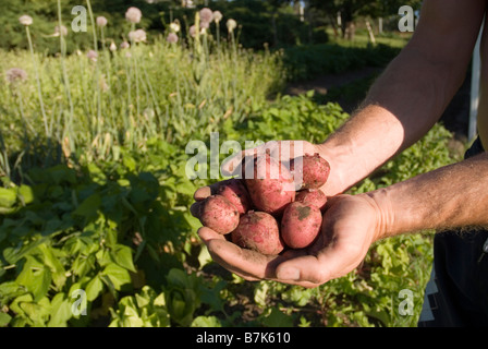 Hände halten frische lokal angebaute Kartoffeln, Okanagan Centre, BC Kanada Stockfoto