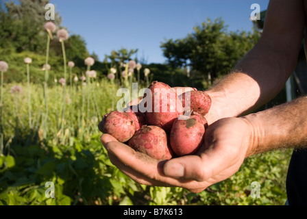 Hände halten frische lokal angebaute Kartoffeln, Okanogan Zentrum, BC Kanada Stockfoto