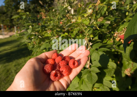 Hand mit frischen Himbeeren, Okanagan Centre, BC Kanada Stockfoto