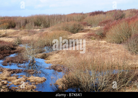 Dünensystem Qualitätsorientierung national Nature reserve Glamorgan Wales Stockfoto