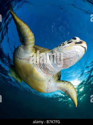 Nahaufnahme der grünen Meeresschildkröten schwimmen in der Nähe der Oberfläche, Marsa Alam, Rotes Meer Stockfoto