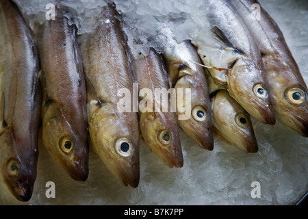 Wittling im Eis auf ein Fischhändler Platte in Hastings Sussex UK Stockfoto