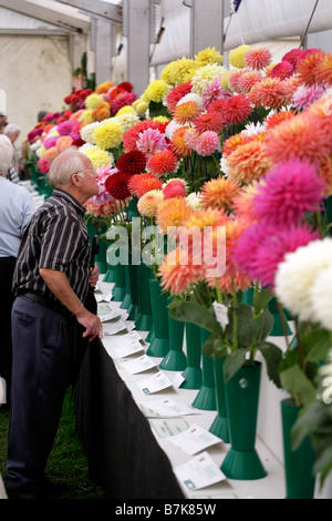 Ein Besucher der Shrewsbury Flower Show im August nehmen einen genaueren Blick auf die Chrysanthemen Stockfoto