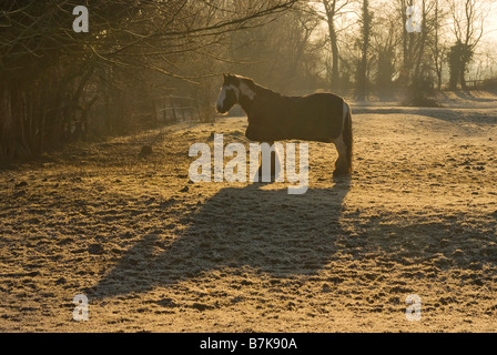 Pferd in Nord Hinksey Feld Winter Stockfoto