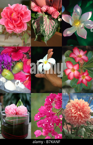 EDELROSEN A Celebration von schönen Blüten auch Paeony, Hibiskus, Wasserlilie, Freesie und Dahlie in brillanten Farben Stockfoto