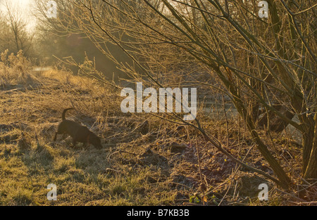 Feld im Norden Hinksey Winter Stockfoto