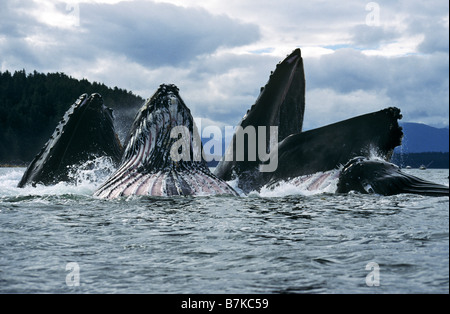Buckelwale, Fütterung, Chatham Straße, Südosten. Alaska Stockfoto