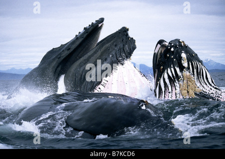 Buckelwale Longe Fütterung, Frederick Sound, südöstlichen Alaska Stockfoto