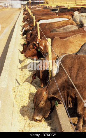 Brits, North West, Südafrika, Landwirtschaft, kommerzielle feedlot, Vieh Essen auf der Farm, die Masse der Rindfleischerzeugung, Nahrungsmittel, Tiere Stockfoto