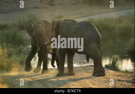 Tiere, Wildtiere, Kruger Nationalpark, Südafrika, zwei Bullen, African Elephant, Loxodonta africana, Verhalten, justing, kämpfen, Natur Stockfoto
