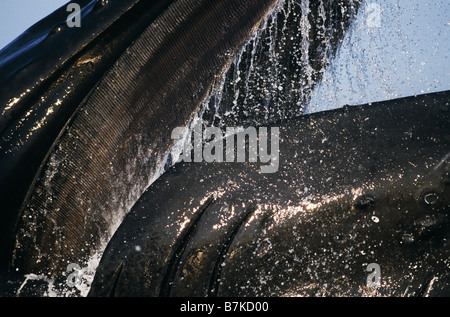 Barten der Longe Fütterung Buckelwal, Iyoukeencove, Chatham Straße, Südost-Alaska Stockfoto