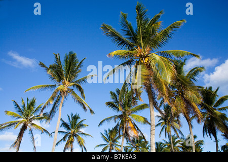 Kokosnuss-Palmen Stockfoto