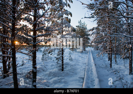 Männikjärve Moor, Endla Nature Reserve, Estland, Europa Stockfoto