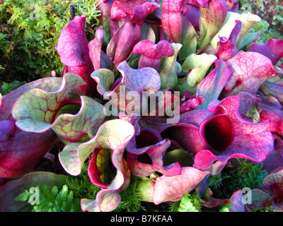 Carniverous Schlauchpflanze Sarracenia Purpurea Stockfoto