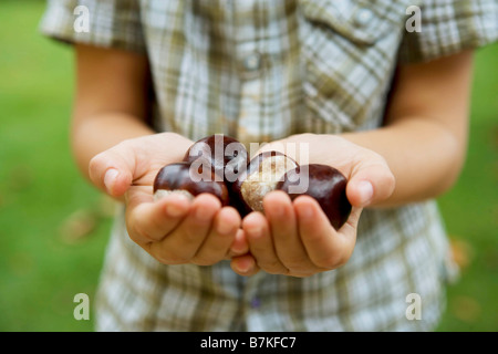 Jungen zeigen Handvoll Conkers Stockfoto