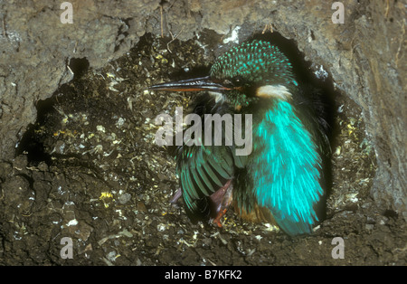 U-Bahn in einem Eisvögel-nest Stockfoto