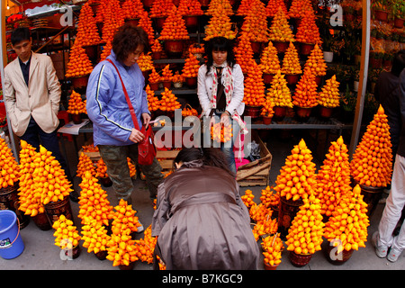 Goldene Früchte auf Dicplay in Guangzhou Blumenmarkt für das chinesische Neujahr Stockfoto