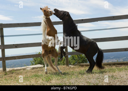 Zwei Miniaturpferde tummeln Stockfoto