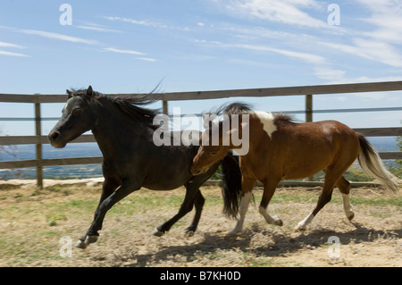 Zwei Miniaturpferde laufen Stockfoto