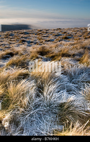 Winter-Blick über oberen Eden Valley aus Tailbrigg mit dem Tal im Nebel Rasen im Vordergrund in Raureif bedeckt Stockfoto