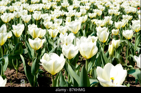 Garten mit schönen Tulpen Stockfoto