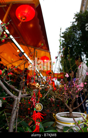 Goldene Früchte auf Dicplay in Guangzhou Blumenmarkt für das chinesische Neujahr Stockfoto