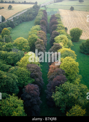 Clandon Beech Avenue Stockfoto