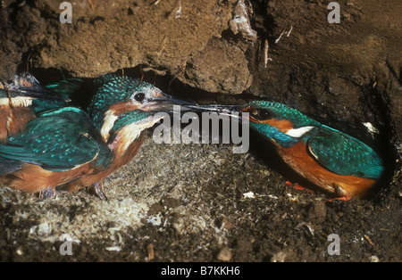 U-Bahn in einem Eisvögel-nest Stockfoto