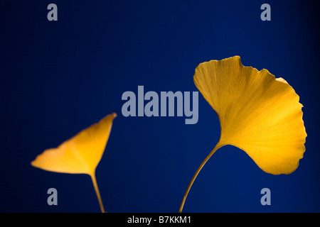 Ginkgo Biloba Blätter auf blauem Hintergrund Stockfoto