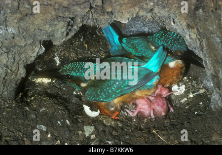 U-Bahn in einem Eisvögel-nest Stockfoto