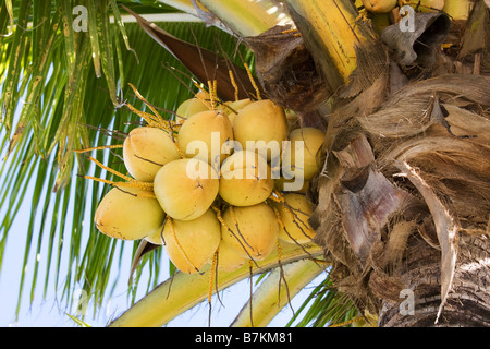 gelbe Kokosnüsse in einem Haufen wachsen auf Palm treeon Stockfoto