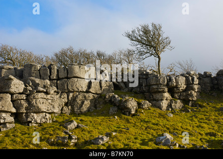 Kalkstein-Landschaft im Southerscales Naturreservat in der Nähe von Ingleborough, Chapel-le-Dale, Yorkshire Dales National Park, UK Stockfoto