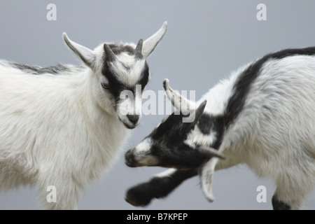 zwei junge Ziegen spielen Stockfoto