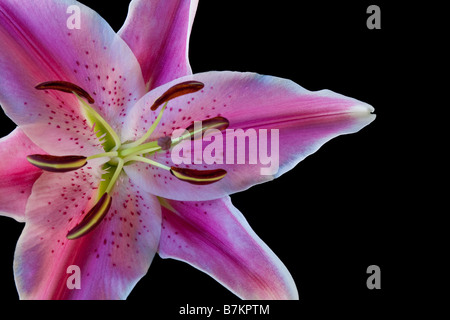 Stargazer Lily auf schwarzem Hintergrund Stockfoto