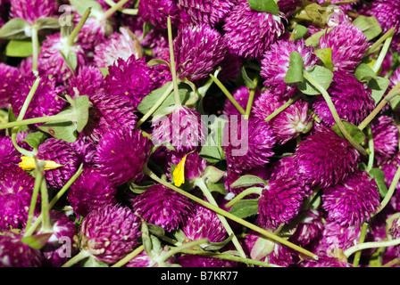 Haufen von Klee Blumen verwendet, hingebungsvollen Blume Opfergaben auf Pak Khlong Talad Blumenmarkt Bangkok Thailand Stockfoto