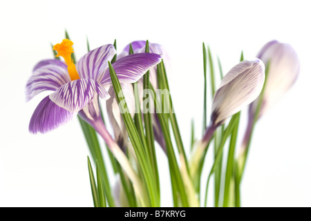 Horizontales Bild von lila und weißen Krokusse auf weißem Hintergrund Stockfoto