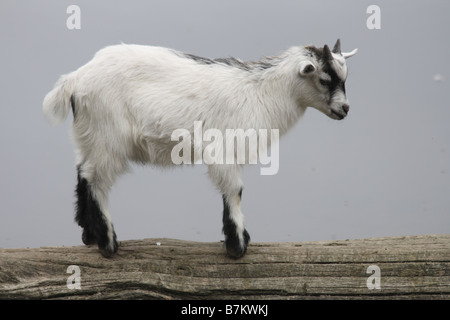 eine junge Ziege Stockfoto