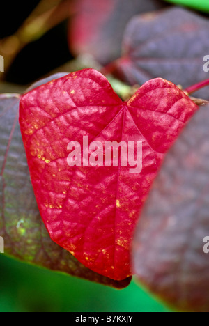 Herzförmige Blätter von Disanthus Cercidifolius (Redbud Hazel oder japanischen roten Witchhazel) in Herbstfarben. Stockfoto