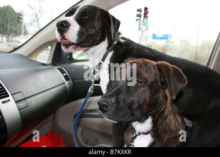 zwei Hunde Reiten vorne Sitz des Auto Stockfoto