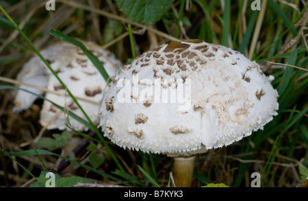 Shaggy Parasol-Pilze wachsen unter dem Rasen Stockfoto